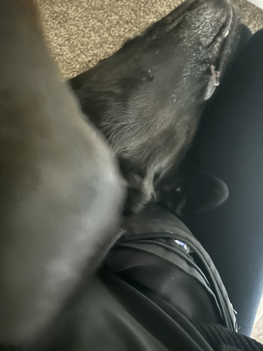 MyLensUK's tweet photo. Just watched @guidedogs Marty twist into a hilarious position - upside down, head off the stairs, leaning on my leg, paws wrapped around my arm. His goofy antics never fail to make me laugh. 🦮 #GuideDogLife #MartyMoments https://t.co/BeBs2OZfk9