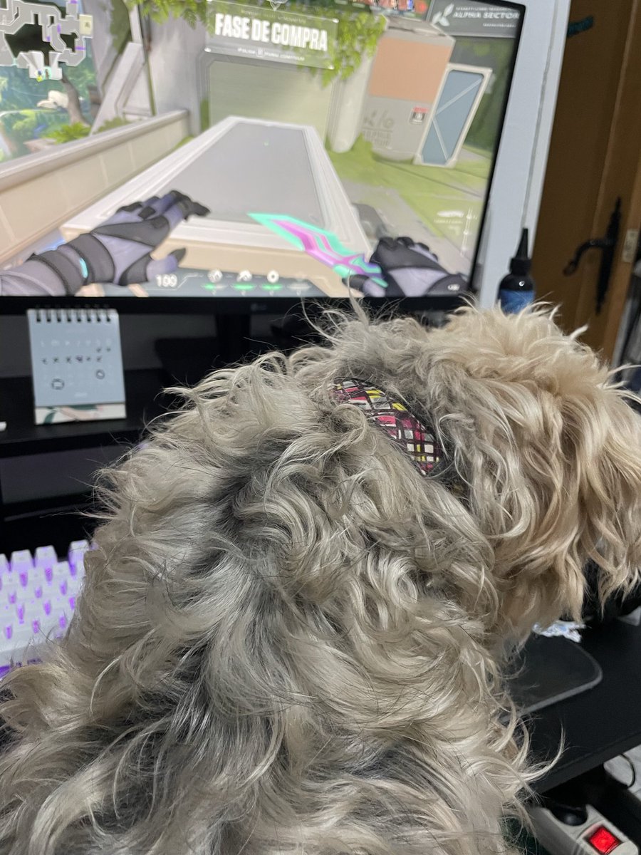 0Lau25's tweet photo. Te quiero muchísimo, descansa en paz cariño mío 🩷🐶 https://t.co/ZQohBCe5e9