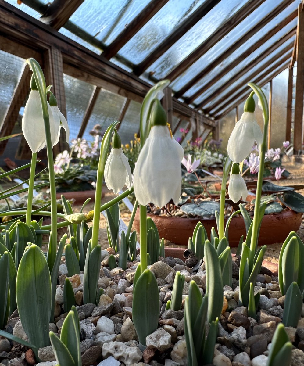 Aaron_Alpine's tweet photo. Hints of winter in the alpine display house @rbge, cooler tones, lime encrusted margins and silvery veins emulating the frosty mornings to come. 1 Galanthus reginae-olgae (Narrow Tepals), 2 Crocus niveus, 3 Crocus ochroleucus, 4  Galanthus elwesii (Hiemalis) ‘Barnes’, https://t.co/f4FENRqVoX