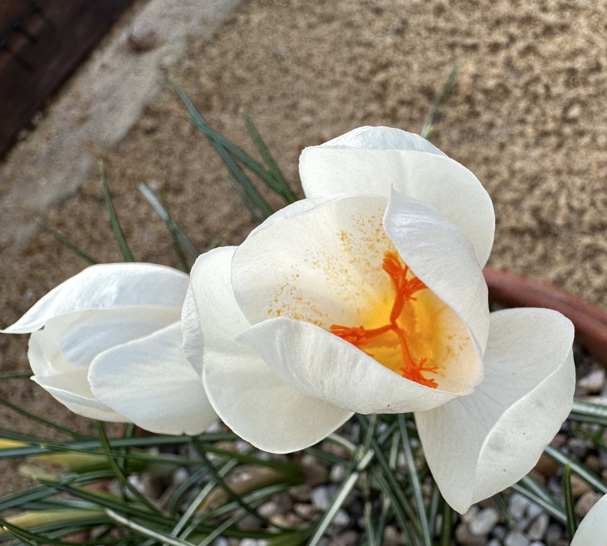 Aaron_Alpine's tweet photo. Hints of winter in the alpine display house @rbge, cooler tones, lime encrusted margins and silvery veins emulating the frosty mornings to come. 1 Galanthus reginae-olgae (Narrow Tepals), 2 Crocus niveus, 3 Crocus ochroleucus, 4  Galanthus elwesii (Hiemalis) ‘Barnes’, https://t.co/f4FENRqVoX