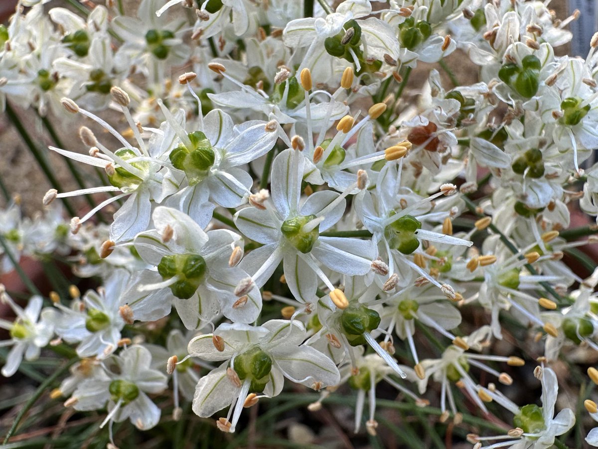 Aaron_Alpine's tweet photo. 5 Allium virgunculae var. alba, 6 Saxifraga longifolia, 7 Saxifraga valdensis, 8 Dionysia tapetodes, https://t.co/ibOkXbDusK