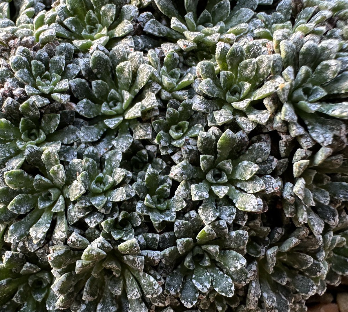 Aaron_Alpine's tweet photo. 5 Allium virgunculae var. alba, 6 Saxifraga longifolia, 7 Saxifraga valdensis, 8 Dionysia tapetodes, https://t.co/ibOkXbDusK