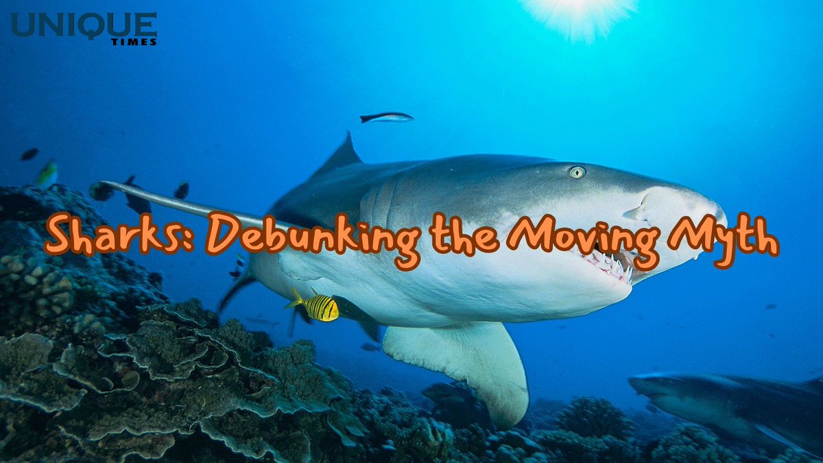 “Debunking The Myth: Will A Shark Drown If It Stops Moving?

Know more: uniquetimes.org/debunking-the-…

#uniquetimes #LatestNews #sharks #aquaticanimals #oceanfacts #underwatermyths