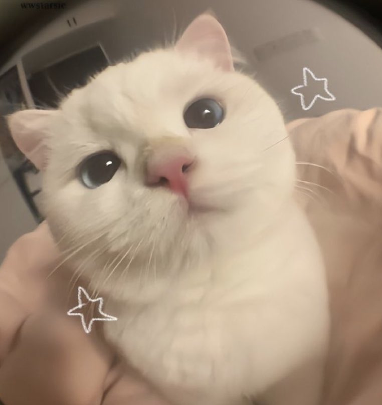 wonflkr's tweet photo. For every jungwon pic there is a matching cat pic🤏 https://t.co/Ar41Vpgn4i