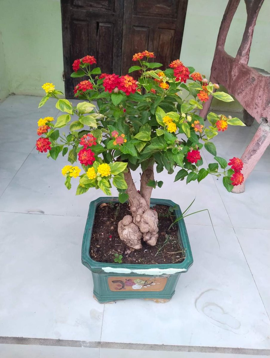 thichsanvuon's tweet photo. Sân vườn đầy hoa...
#thichsanvuon #sanvuondayhoa https://t.co/7KbdUF941d