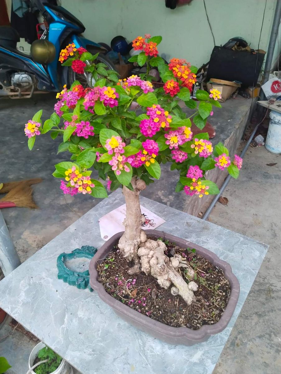 thichsanvuon's tweet photo. Sân vườn đầy hoa...
#thichsanvuon #sanvuondayhoa https://t.co/7KbdUF941d