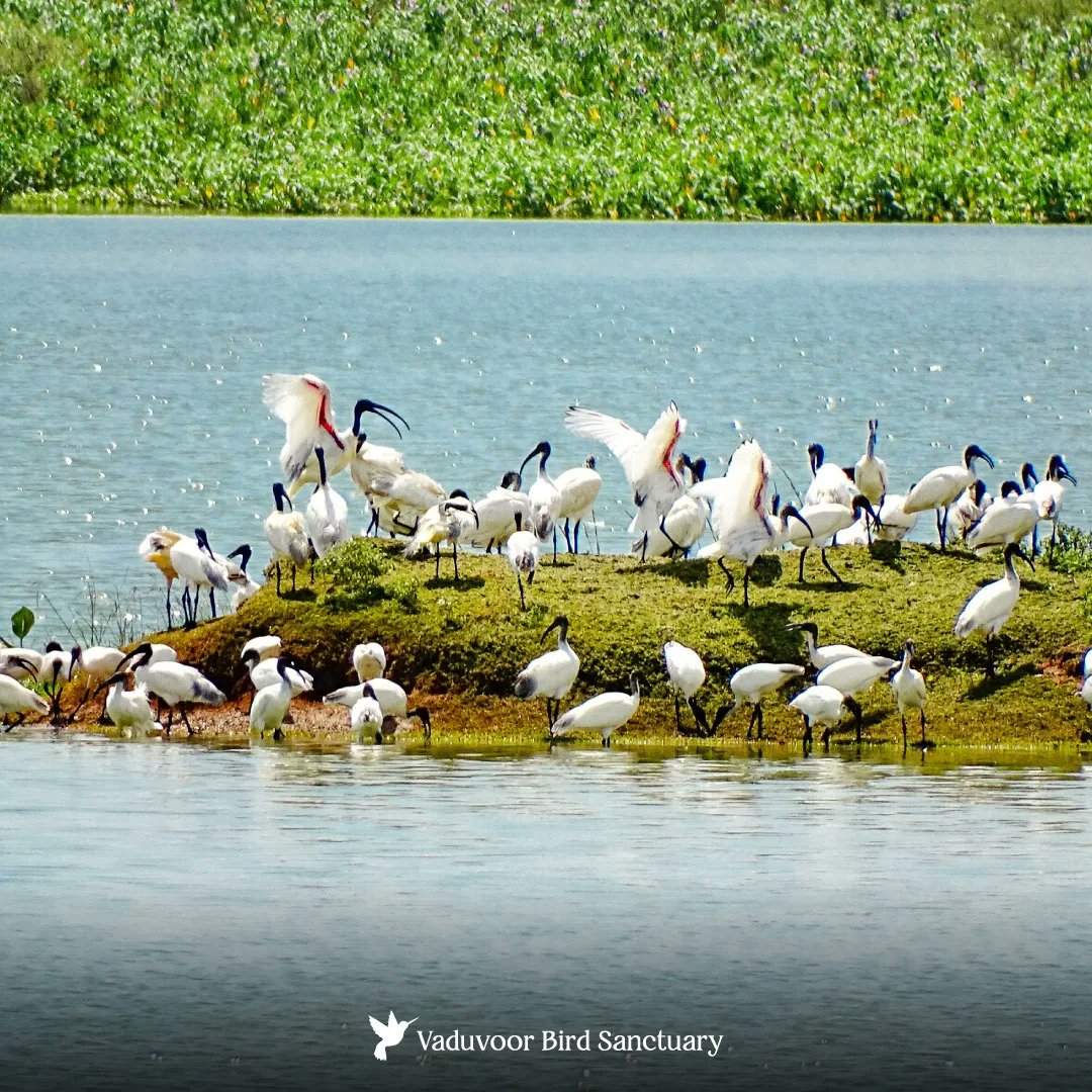 Experience the magic of monsoon unfold in Tamil Nadu, where rain-kissed landscapes become the perfect backdrop for a symphony of bird songs.

#birdwatching #birdphotography #monsoonseason #thursdayvibes #tamilnadutourism