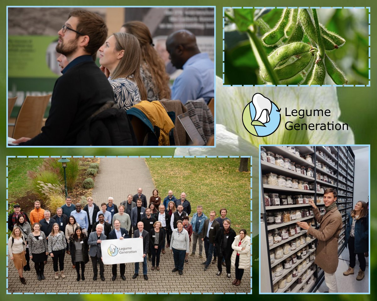 🤩We had the pleasure to join the first in-person meeting of the @HorizonEU #LegumeGeneration project counting on 32 partners👥15 countries🌎6 legume crops! Thank you @LeibnizIPK for hosting & for a tour of the gene bank and automated root phenotyping platform🌱! #legumebreeding