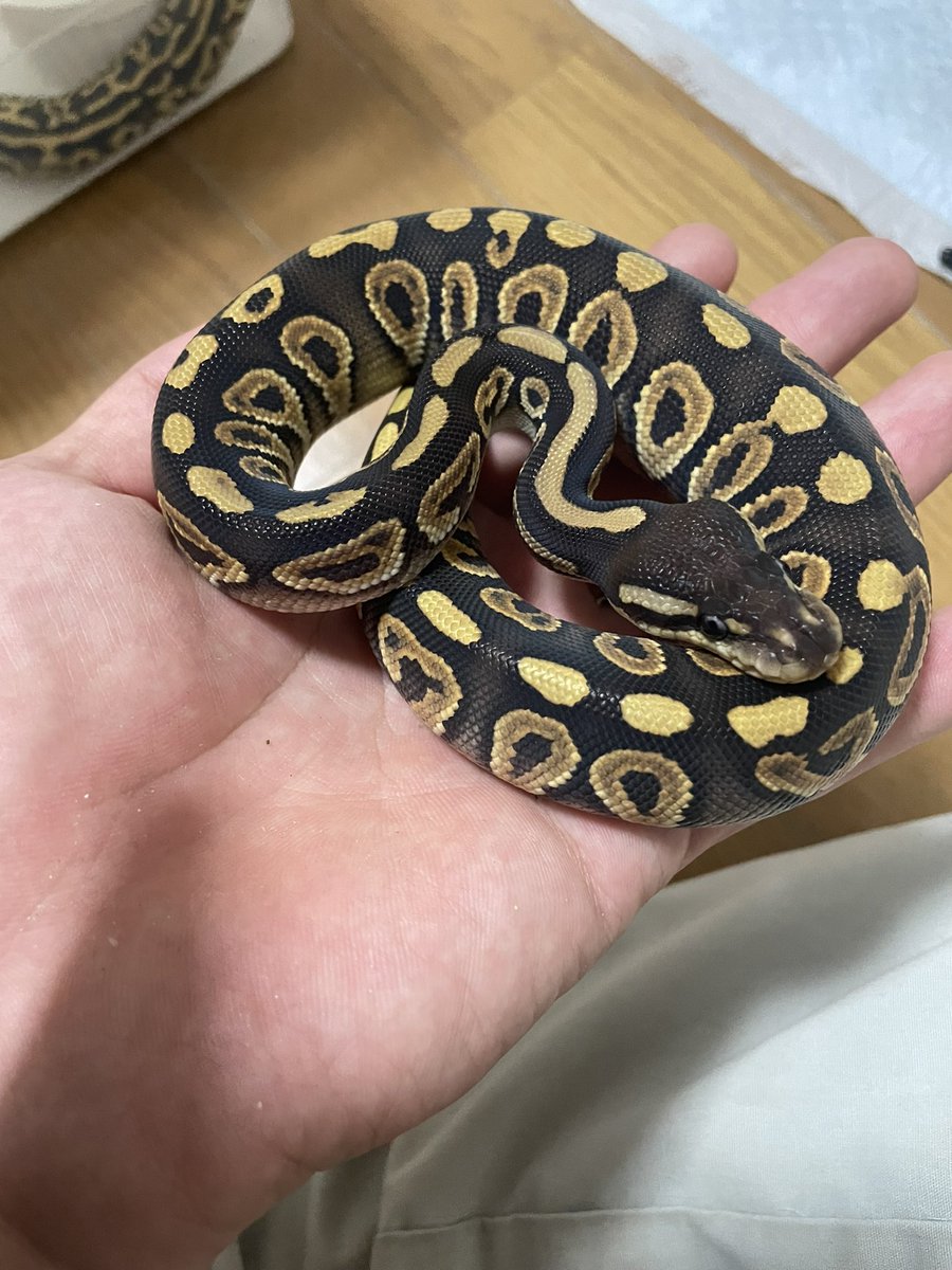 chiko2300416's tweet image. もっと赤くて黒い😕😕