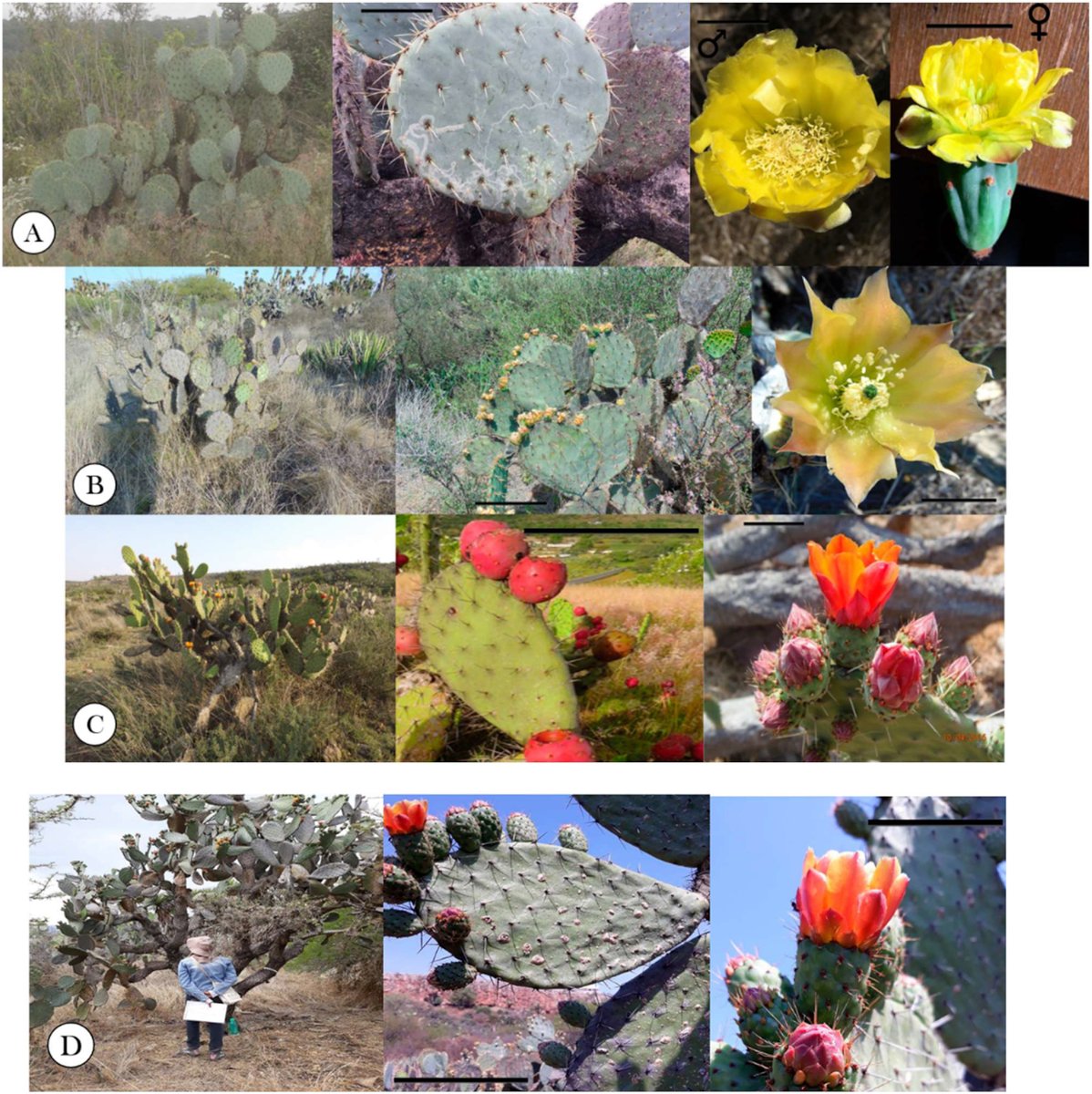 cdnsciencepub's tweet photo. First Editor's Choice 📄 from #Botany's new Editor-in-Chief, Shelley Hepworth: "Complex #taxonomy in Opuntioideae: is floral morphometry essential to identify Opuntia species?"
#FreeAcess: https://t.co/9fiDLr2v2a
👨🔬 @Jerryesgenial et al. https://t.co/VClmr2uHBA