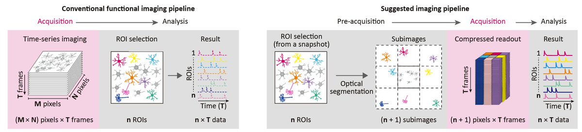 How many pixels do we need to record the functional activity of neurons in calcium or voltage imaging? We developed a novel functional imaging pipeline that compress the optical signal in each ROI into a single pixel. Are you interested why we developed this method?🧵(1/7)