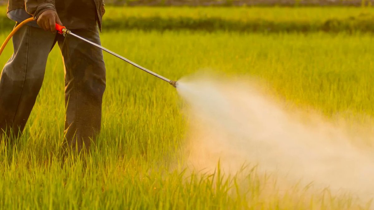 Market_Reports's tweet image. 🌾💨🐜 The quest to #ProtectCrops and stored produce from #pests, #insects &amp;amp; diseases spurs the robust #fumigants industry. As global food demands grow and the challenges of pests become more complex, the #FumigantsMarket is poised to see sustained growth: bit.ly/3LwffOI