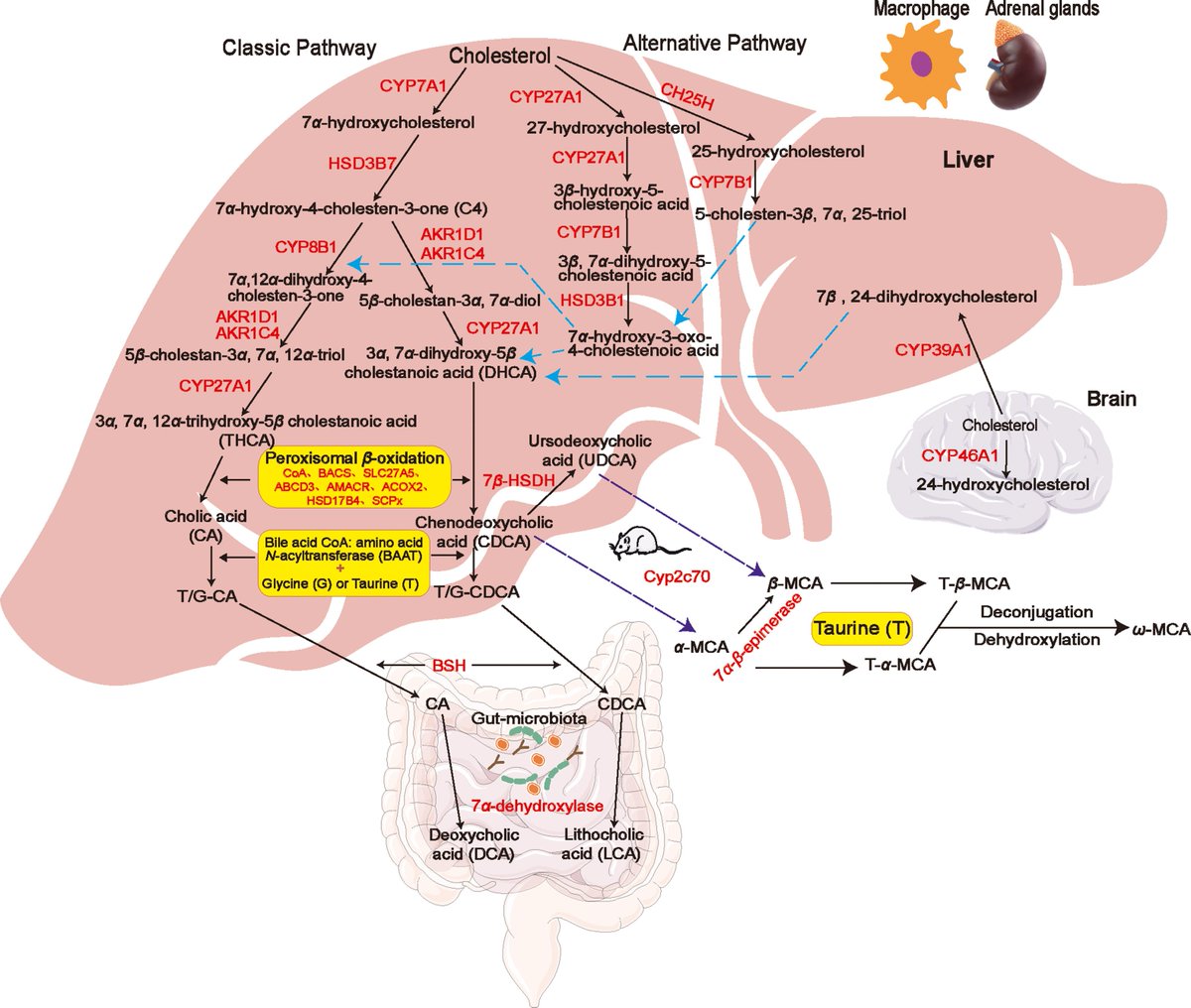 Mechanism of action of the #bileacid receptor TGR5 in #obesity

Bile acid synthesis pathways
sciencedirect.com/science/articl…