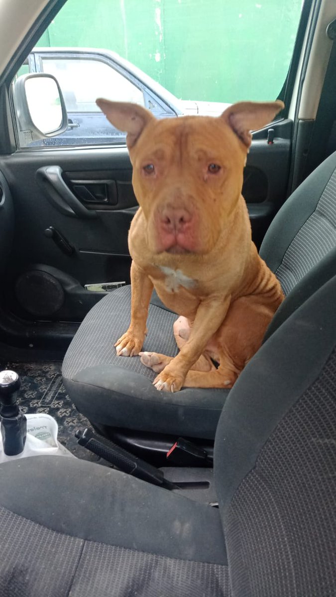 ccypctw's tweet photo. ‼️Este can fue encontrado ayer sobre Ruta 8, en un recorrido de #DefensaCivil. 

➡️Fue llevado a las oficinas de Guardia Urbana y posteriormente a zoonosis.

☑️Si alguien lo reconoce como su mascota, puede pasar a buscarlo. https://t.co/9r6T5QzFcF