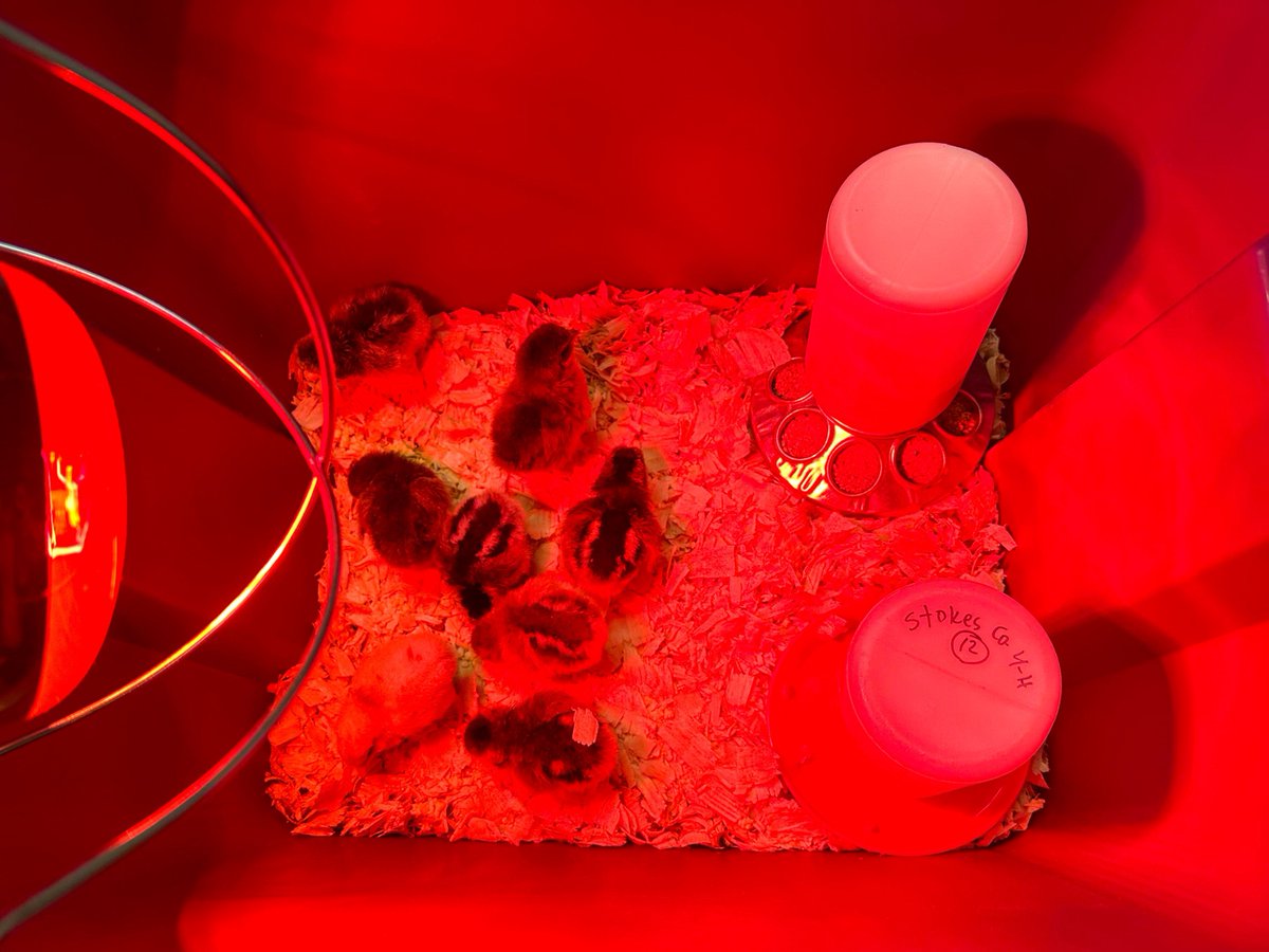8th Grade Science had EIGHT chicks hatch for their embryology project this year! 11.14 was hatch day and boy were our chicks tired after a long day of meeting our students!
