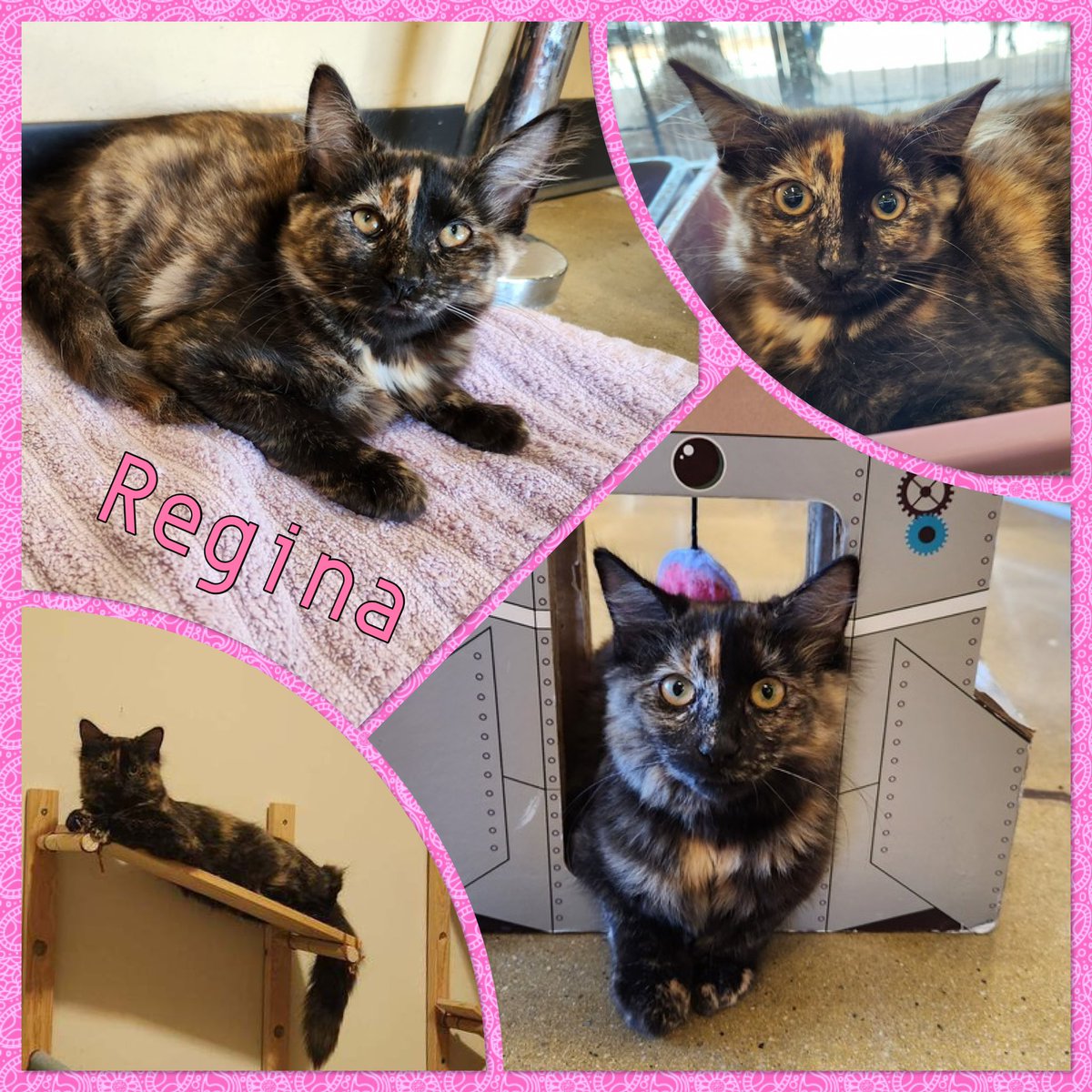GAHomelessPets's tweet photo. Regina is a medium haired torti. She is beautiful loving and the torti-tude is a thing for her. She is fostered with cats, dogs, and children and will make a great majestic queen in her forever home. She is under a year old.

Applications are here:
https://t.co/poMMqYquJ9 https://t.co/CId6qHQCm3