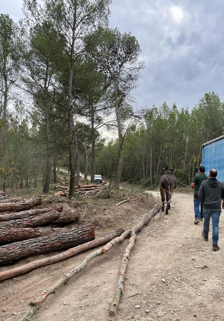 castelloli's tweet photo. Aquest matí s'ha celebrat a #Castellolí la Jornada de demostració de #desembosc amb tracció animal modera🐴

Primer s'ha fet una xerrada a La Cooperativa i després els participants han gaudit d'una demostració al bosc 🪵

#Castellolí #EnsMovem https://t.co/YST8phYZyf