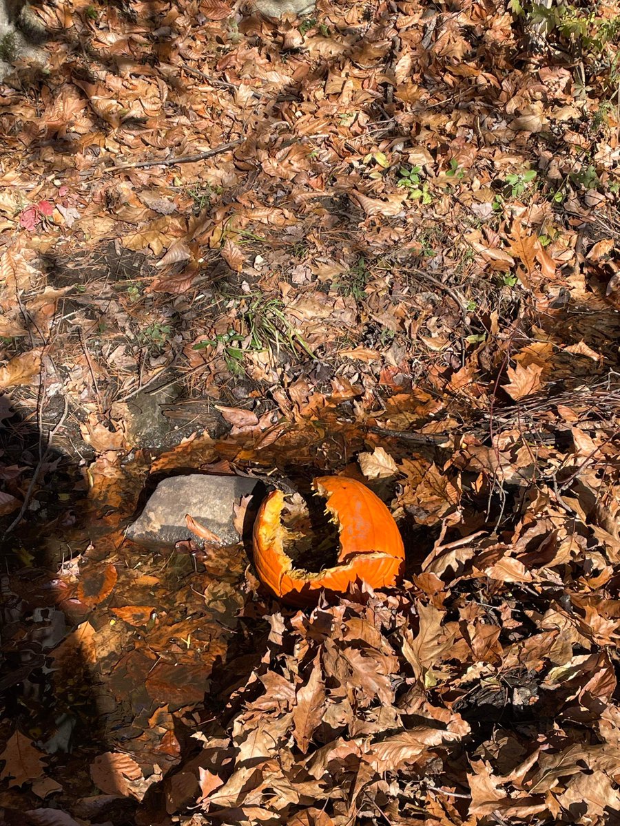 elm_vt's tweet photo. It's been the perfect weather to spend time in our outdoor classroom doing a scavenger hunt.
#ssdvt  #elmhillschool https://t.co/MvsiBebMx4