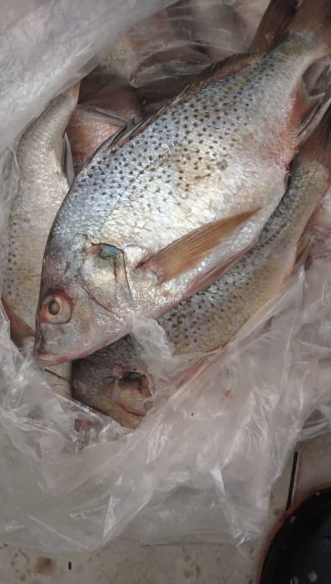Anta__fall's tweet photo. Bouchra Poissonnerie vous propose de poisson 🐟 frais, poulets 🐓, œufs et des fruits de mers 🍤
Livraison disponible partout à Dakar .
Contact : 76 129 66 62
#bouchrapoissonnerie #kebetu #senegal #poisson #oeufs #fruitdemer #poulets https://t.co/fUxFxJ1U8s
