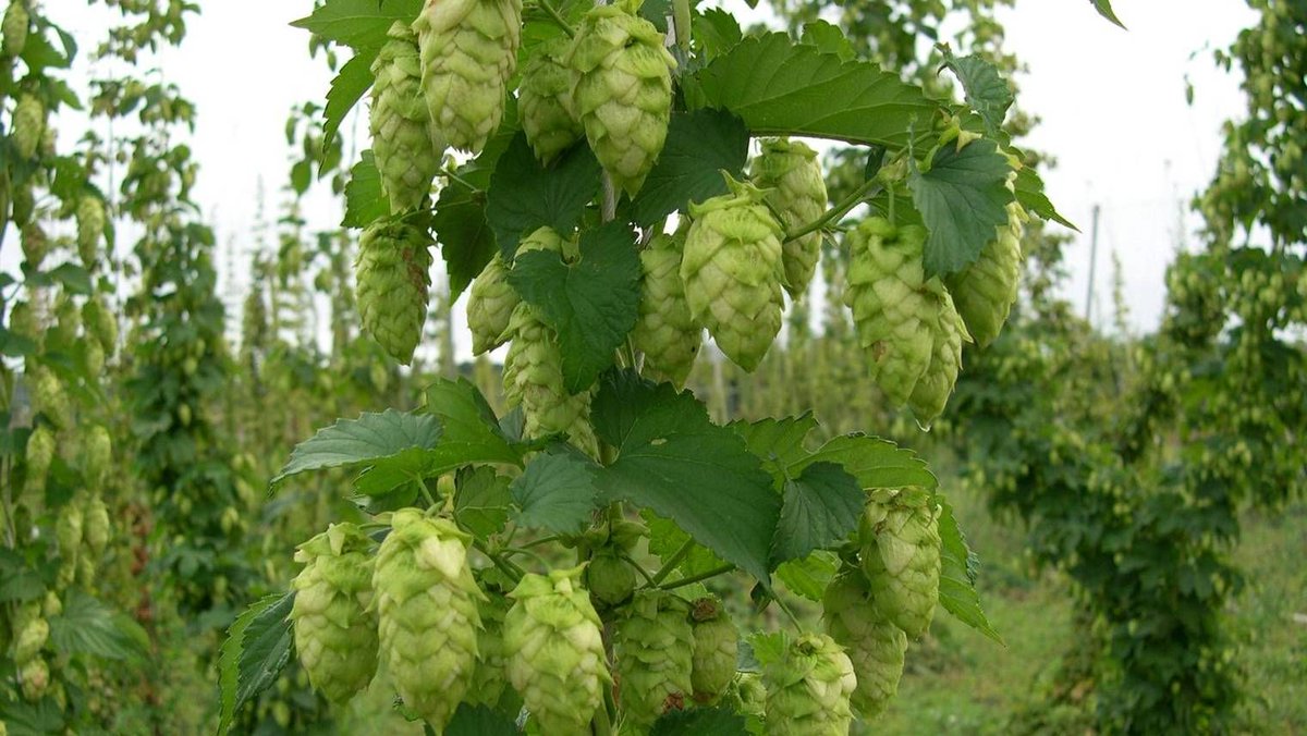 Citrus bark cracking viroid continues to move! With a recent report of CBCVd infecting hops in Brazil, it is important U.S. growers remain vigilant about the damage the disease can cause. To learn more, read the latest NCPN newsletter today at, buff.ly/3YYhcJy
