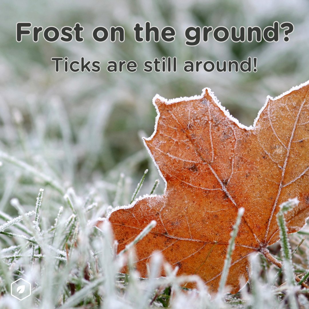Chilly temperatures won't stop ticks from lurking! Despite the frost on the ground, ticks will remain active. Click here: bit.ly/3FZ0SiH to sign up for our all-natural tick control.❄️ #TickAwareness #TickBorneIllness #AllNaturalTickControl