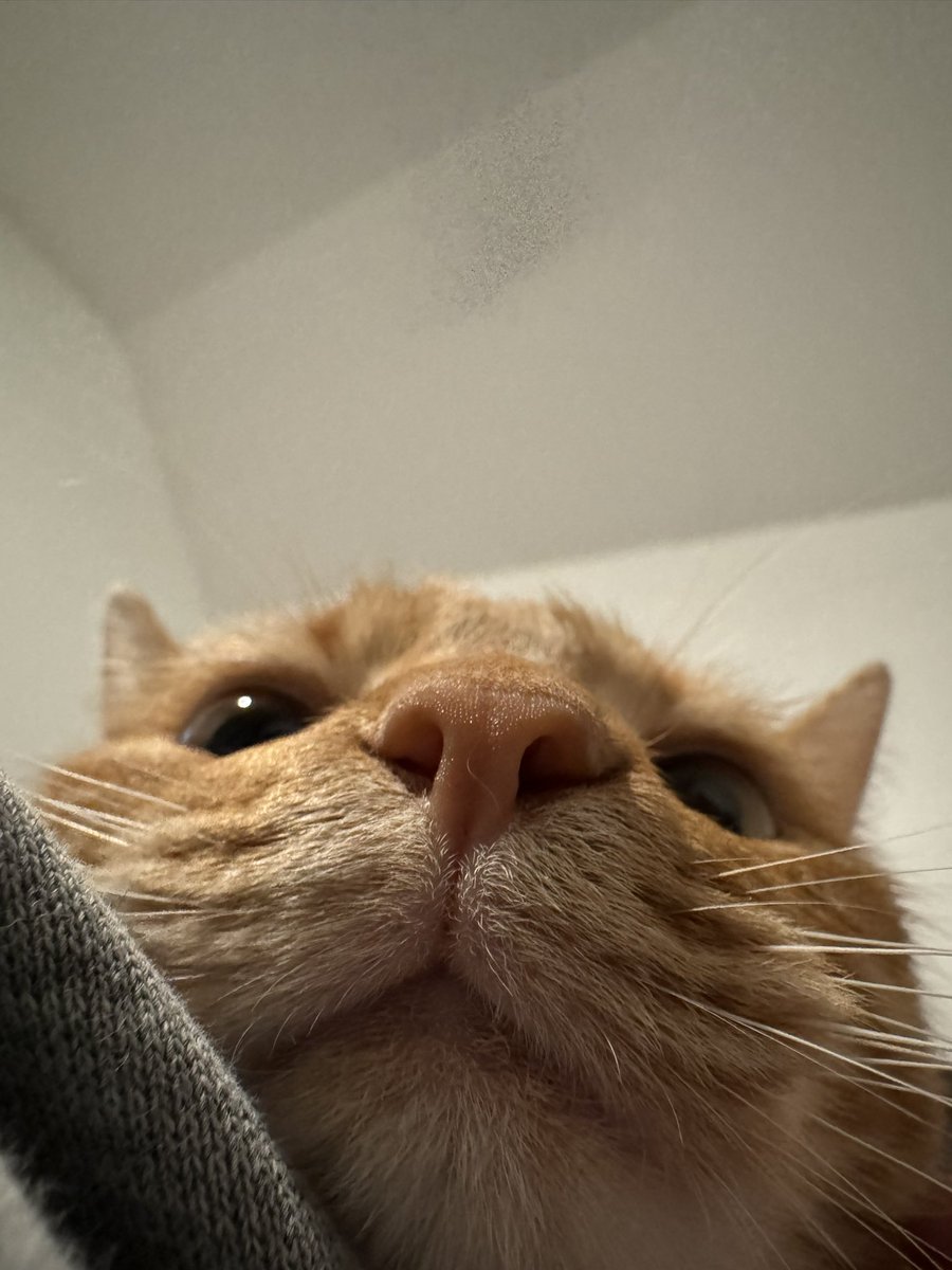 kat tweet media