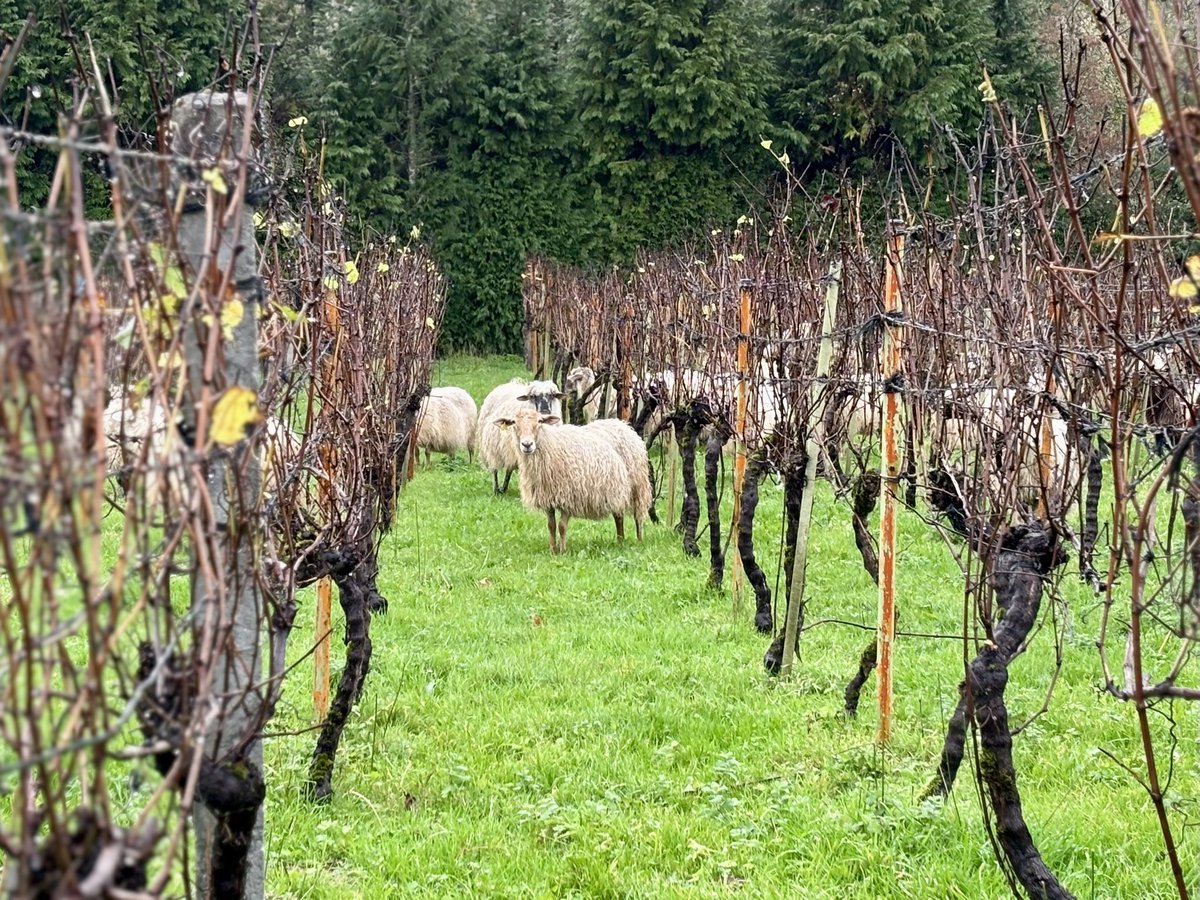 #Latxa sheeps feeding with grass into #HondarrabiZuri #Vineyard #Txakoli #Bizkaia #ResiduoCero #ViticulturaRegenerativa