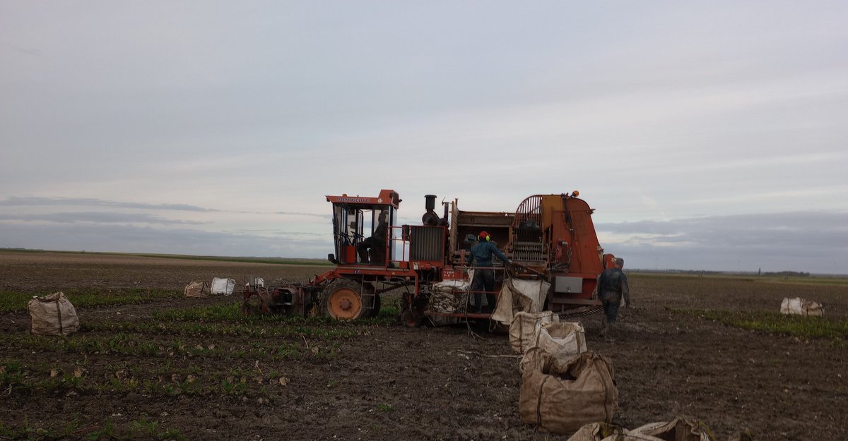 <a href="/ITB_CVLetIDF/">@ITB_Centre Val de Loire / Ile De France</a> a fini de récolter les essais fongicides <a href="/_MissBetter/">Miss Better</a> ! 🫡
Maintenant rédaction des synthèses 📊🔍