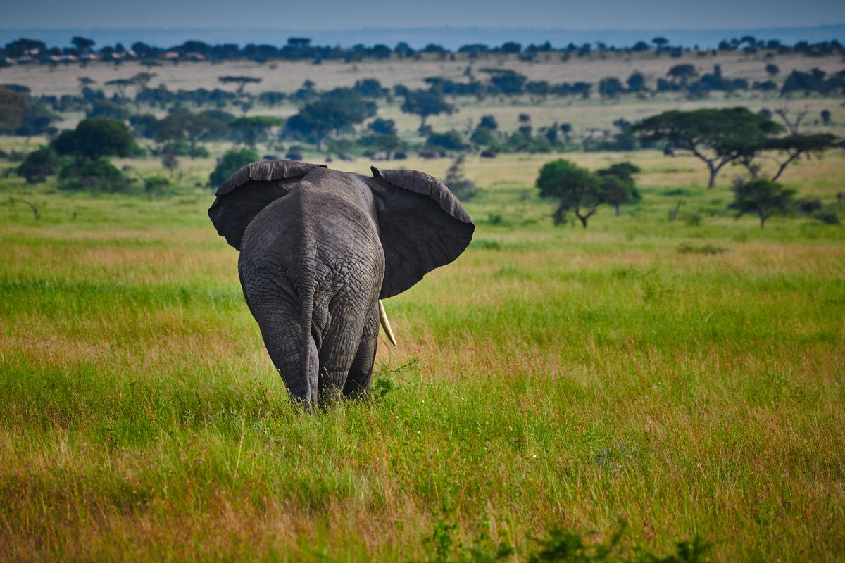 That’s called the platter ear | Serengeti | Tanzania
.
.
#africansavannaelephant #africanelephant #mammals #tanzania #nikon #bigfive #bownaankamal #jawsafrica #jawswildlife #natgeo #serengeti #serengetinationalpark #yourshotphotographer #elephantfamily #magicaltanzania…