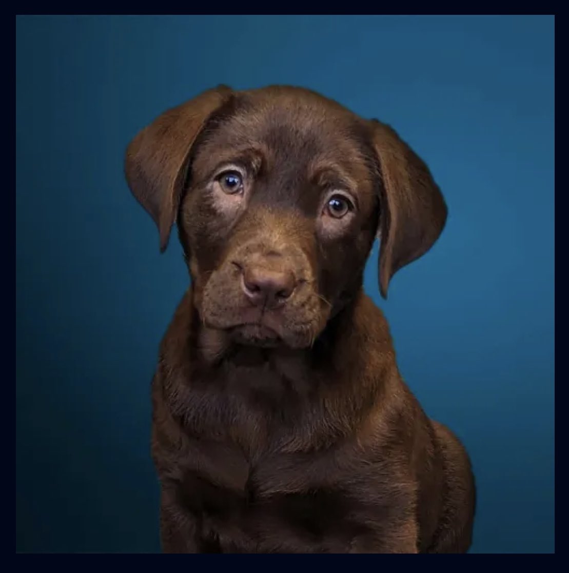 LiaWired's tweet photo. It was not long ago I was vewy small and now I is very big!
Do you wemember wen I was little? #IndieGamer #GamerDog #IndieGames #IndieDog #indieGames #dog #ChocolateLab #DogsInGames @WiredP #OfficeDog #OfficeMotivator https://t.co/iBn4IksJm9