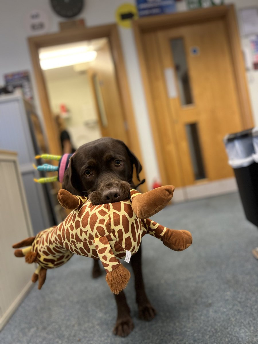 LiaWired's tweet photo. It was not long ago I was vewy small and now I is very big!
Do you wemember wen I was little? #IndieGamer #GamerDog #IndieGames #IndieDog #indieGames #dog #ChocolateLab #DogsInGames @WiredP #OfficeDog #OfficeMotivator https://t.co/iBn4IksJm9