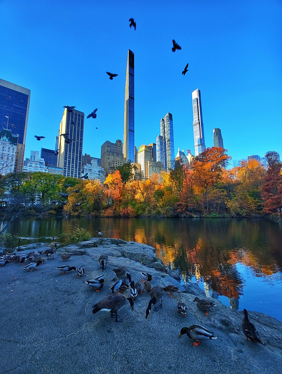 Ducks and geese feed by The Pond as the sun rises in Central Park and along Billionaires' Row, Thursday morning in New York City #newyork #newyorkcity #nyc #sunrise @centralparknyc