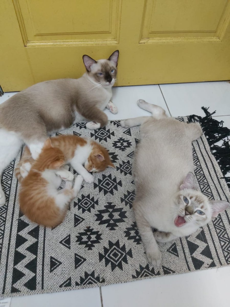 nuurfarhani's tweet photo. Rindunyalah dekat donut :'( 

mungkin org lain anggap biasa, tpi masa terpaksa 'tidurkan' dia haritu...terasa separuh jiwa ni hilang..rasanya semua org kt klinik vet tu dgr org menangis dlm bilik doktor...bawak dia balik rumah mcm meroyan pun ada..mcm tido tpi tak bernafas https://t.co/WcHe9f41pW