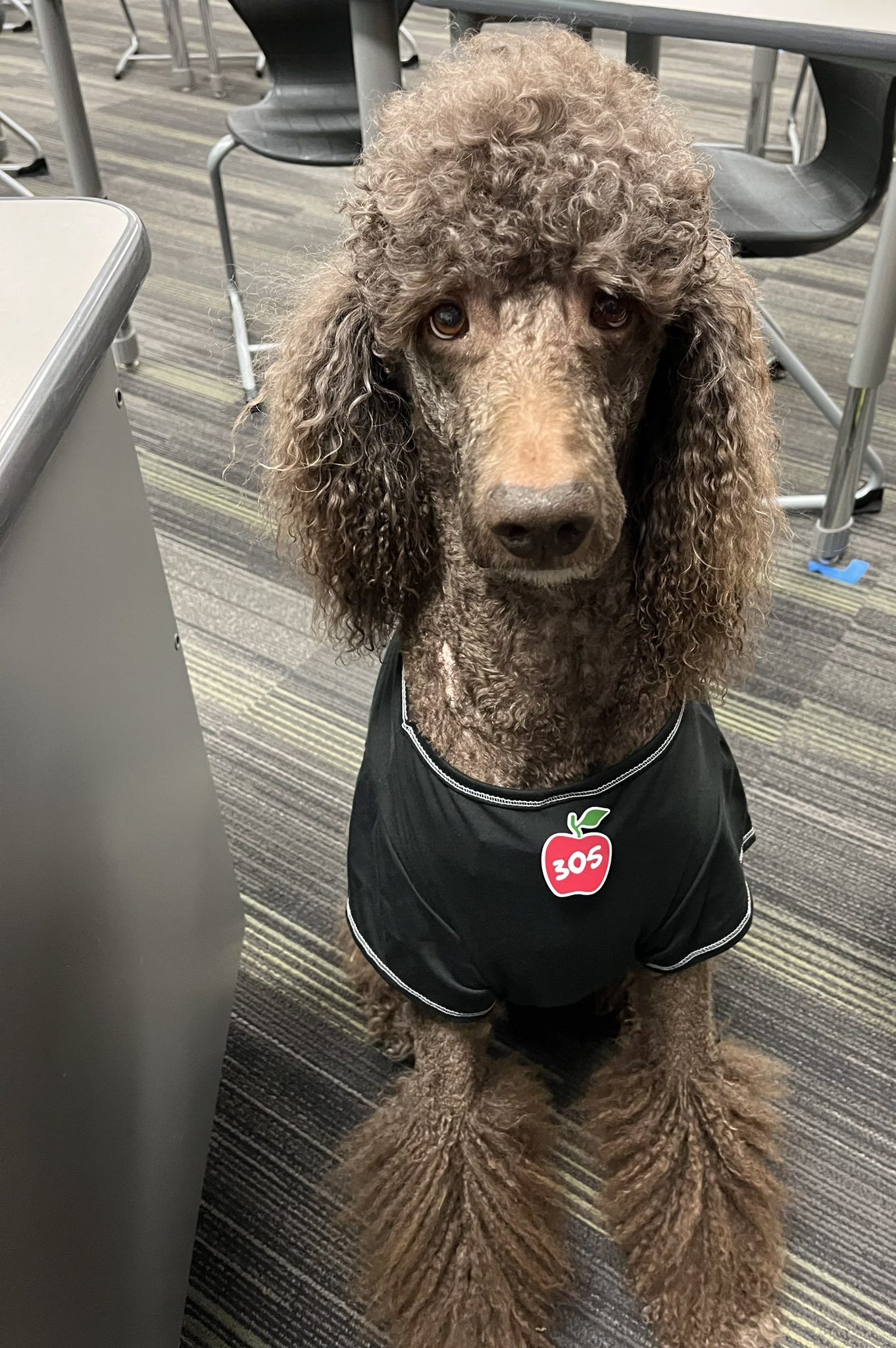 Ryder the Therapy Poodle PoodleBoy2016 X