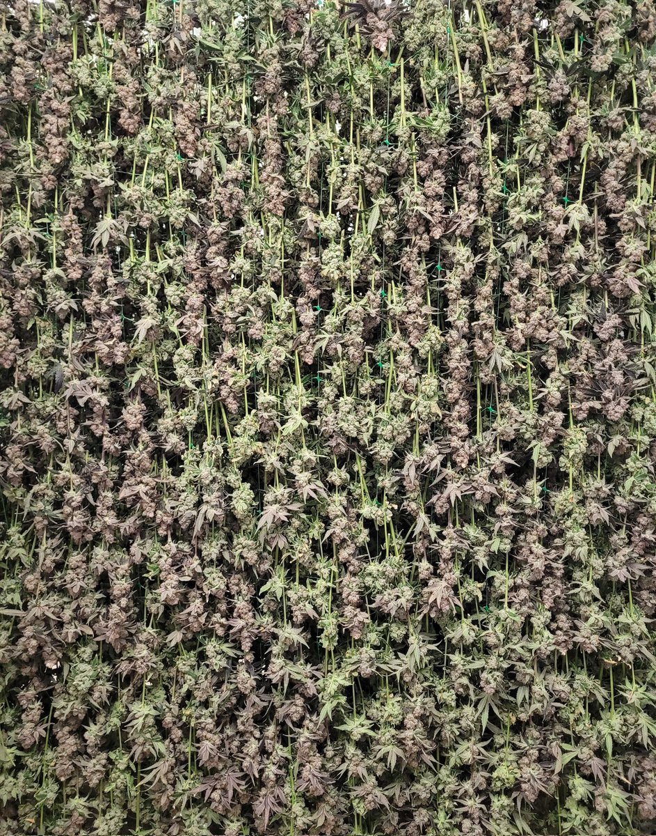 Kyp Rowe tweet media