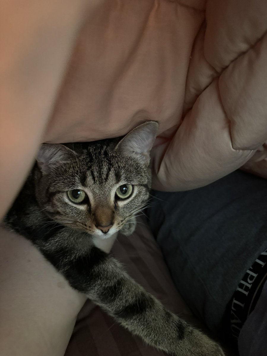 BarbsRescue's tweet photo. Hi Everyone! Barb’s is now open for public viewing on Sundays from 10:30am – 12:30pm and Wednesdays from 6 – 8pm. Thank you #amazingcommunity #rescuecats #BeyondAdorable #adoptdontshop #BarbsRescue Follow us on FB @ /barbsrescue or IG @BarbsRescue where we are more active. https://t.co/81bWedV8GX