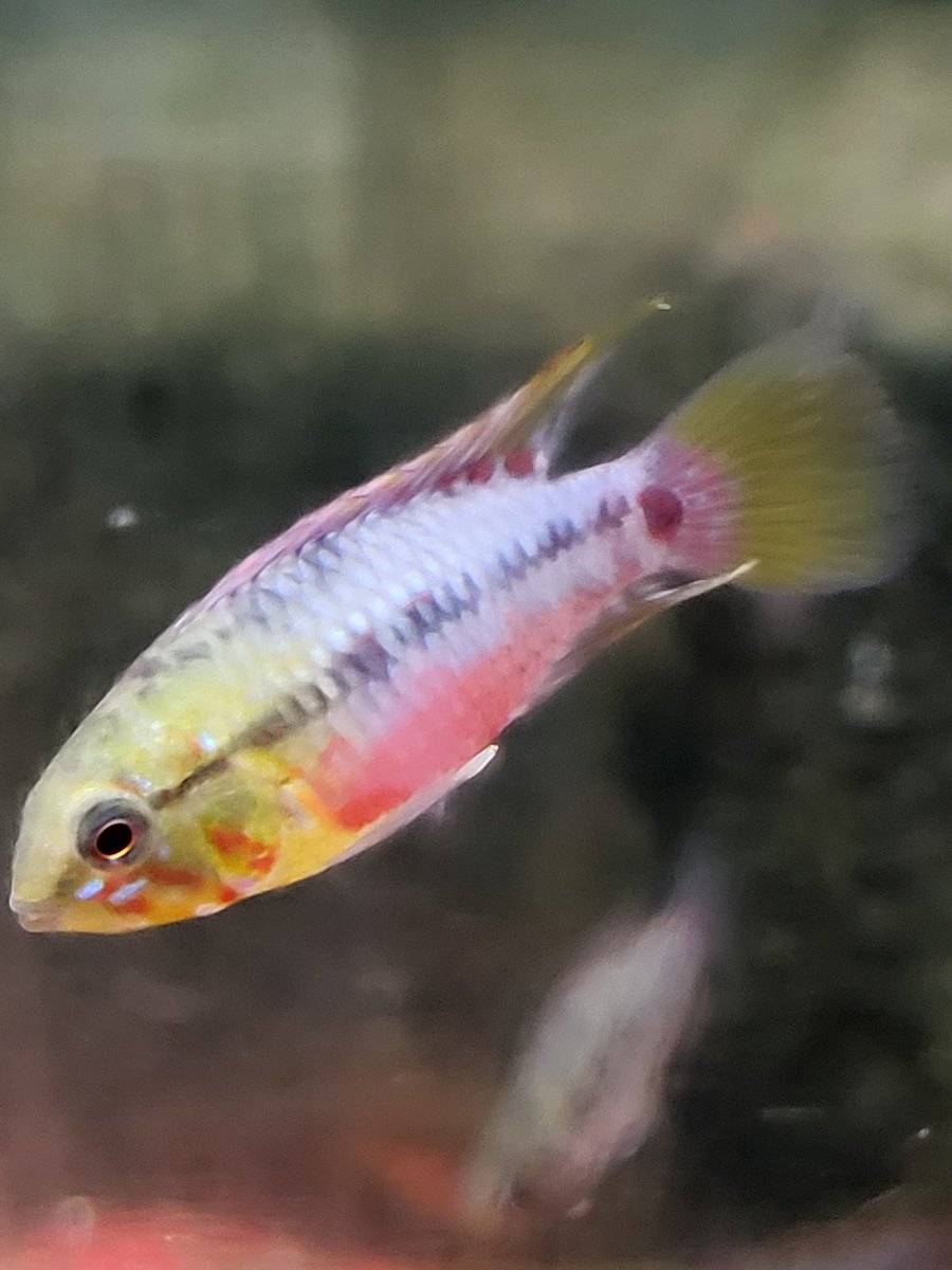bo_vis's tweet photo. #aquariumplanten #aquariumhobby #tropischevissen 
#aquascaping
#twente #Twenterand #overijssel #tubbergen 
#Borne #hengelo #Enschede #almelo #Dinkelland #hardenberg #ommen #zwolle #apeldoorn https://t.co/LPlSPQJCPZ