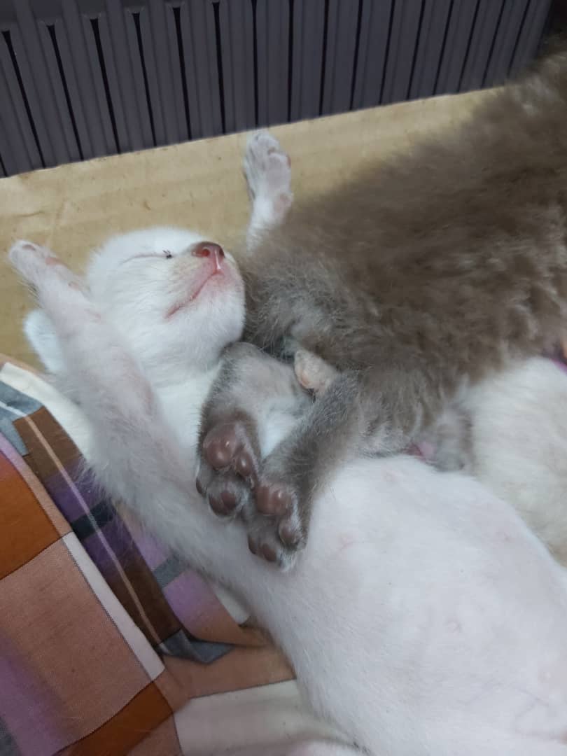 nuurfarhani's tweet photo. Jaga dia dari baby lagi..sbb Mimi (mak dia) hilang be berapa hari lepas beranak..drps 5 beradik smpai tinggal 3 je yg hidup smpai besar..donut yg tidur terkangkang :') https://t.co/4RtEcwNkgk