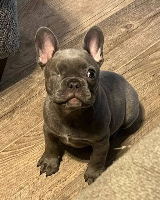 Meet our incredible one-eyed friend, Bean! 😍

#frenchbulldog #frenchbulldogs