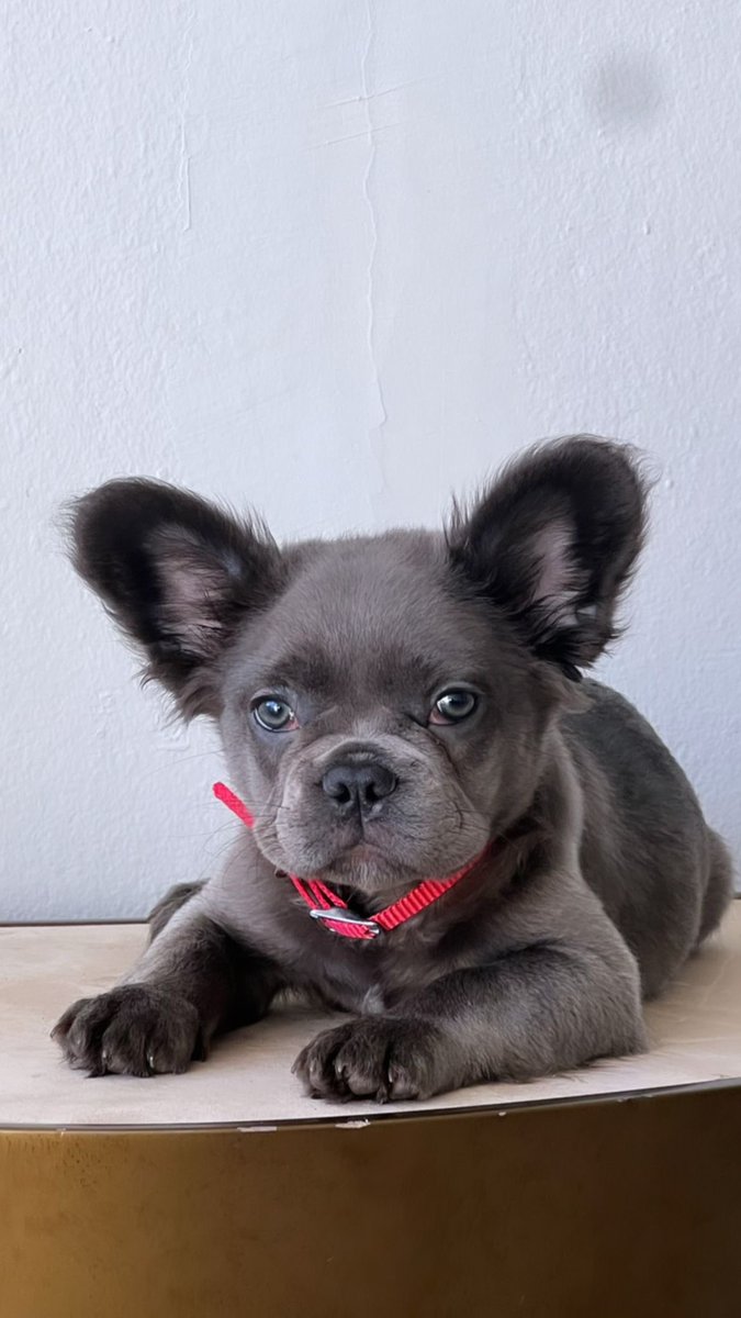 AlejandroYadiel's tweet photo. 3 meses 
Blue Fluffy 
Vacunado y desparasitado 
Full Right AKC
DM 📲 https://t.co/XxYKrGykGb