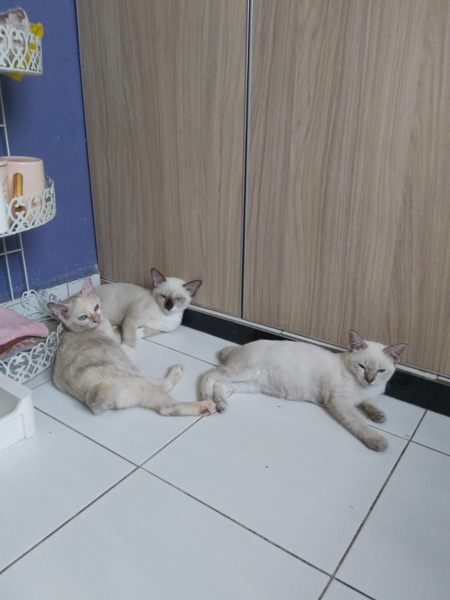 nuurfarhani's tweet photo. Smpai tinggal 3 beradik ni je smpai besar... https://t.co/HJf3jzZyLf