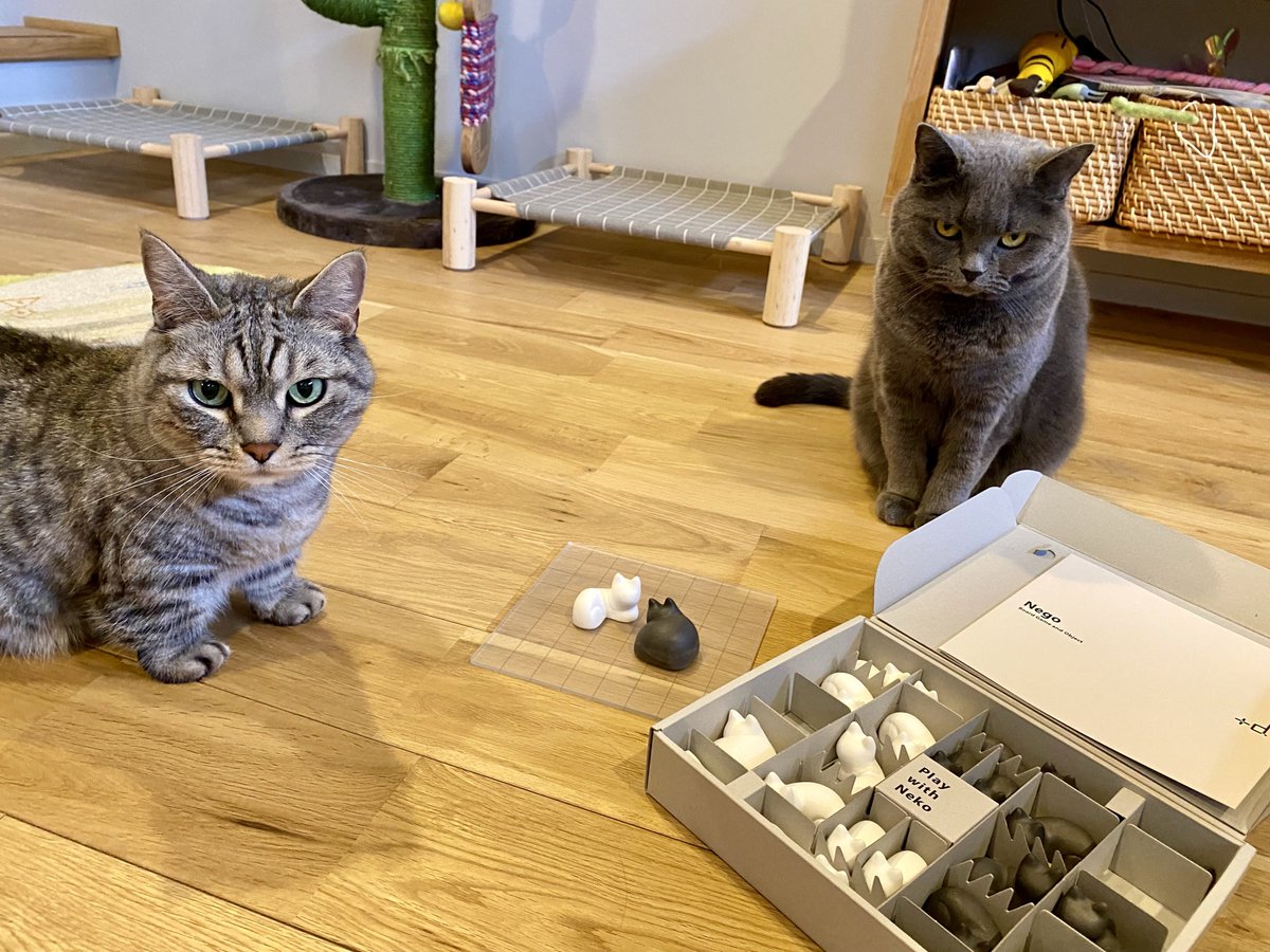 SabamisoCat's tweet image. 注文していたNego が届いたので、さばみそとごましおと遊んでみた🐱
インテリアにもなる猫のボードゲーム🐈
#さばみそ #ブリティッシュショートヘア #ごましお #マンチカン #猫 #Nego #ネゴ #ボードゲーム