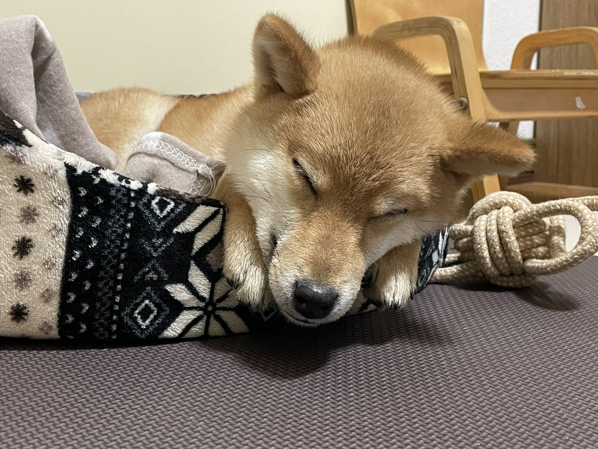 おやすみ〜😴
#豆柴 #柴犬 #柴犬のいる暮らし #犬好きさんとつながりたい