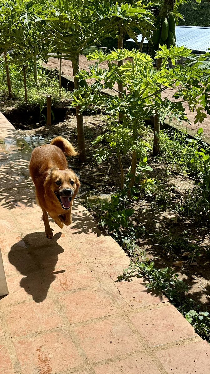 ayudemosapluto's tweet photo. #BobbyAP π He has been captured π€ Doing what he likes most, which is running and enjoying π«Άπ» We are still looking for help to raise the full amount of the December payment π‘π€π» We are $697 short of achieving it. It doesn't matter the amount friends, it all adds up ππ» https://t.co/ehCCikoOul