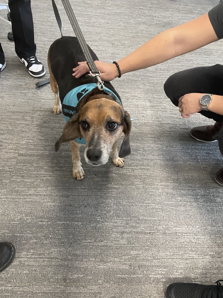 BadryMyke's tweet image. At @PCLConstruction, we believe in supporting the health and wellness of our employees. One of the ways we were recently able to do this and relieve some stress was with a visit from our favourite therapy dogs at our #PCLToronto office. #BeyondtheBuild #MentalHealthAwareness