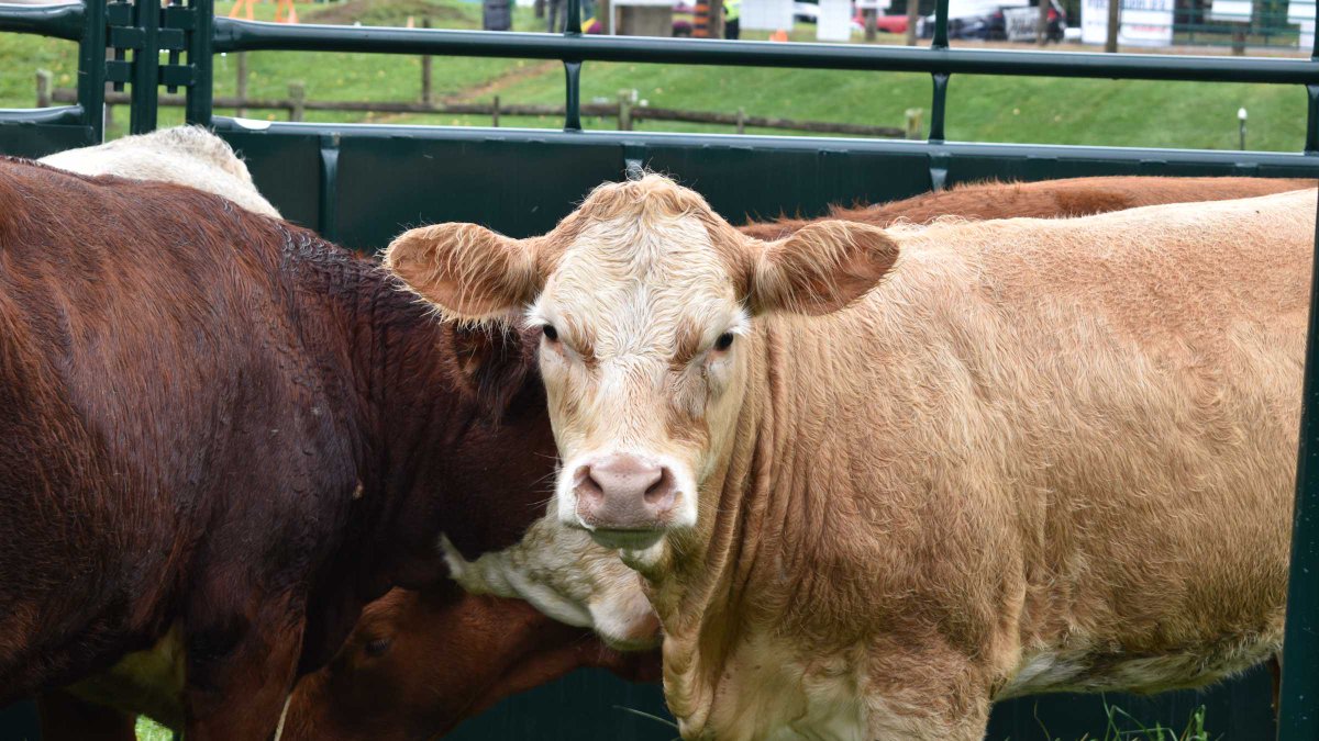 #TBT to Livestock Central at #COFS23! With a variety of cows and sheep, a series of demos and numerous livestock-focused exhibitors, this area was one visitors loved! We can't wait see what's in store for Livestock Central at #COFS24!🐄🐏