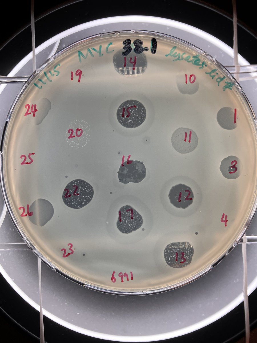 What a plate! Screening for therapeutic #phages from multiple sources Happy Thursday
