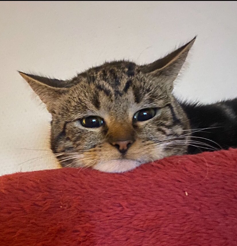 meduseeee's tweet photo. il s’est fait briser le coeur je crois 🥺 https://t.co/BnKFYYm9JB