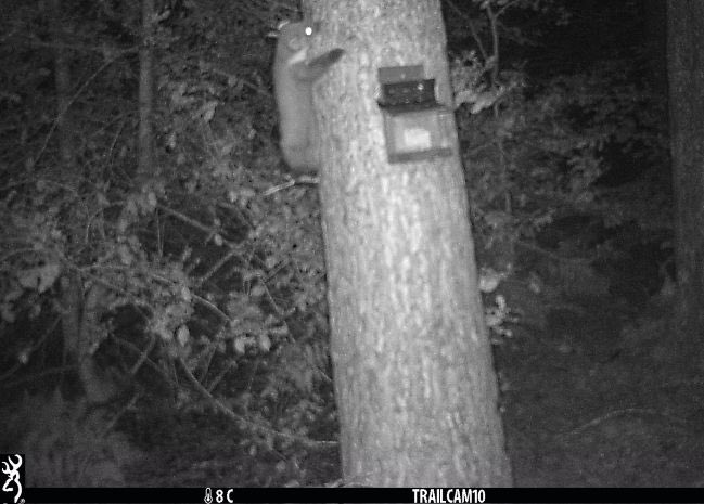 We recently mounted some wildlife cameras to monitor our Red Squirrel population across the site. As well as lots of 🐿️ activity, wee also caught a glimpse of a lodger that we didn’t know we had😁 #pinemartin @ladybankgolf @Ecology1BIGGA