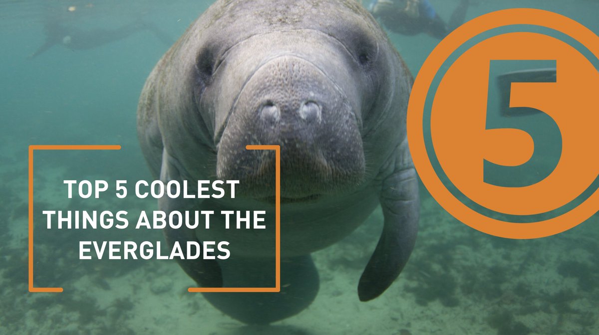 Coming in at #3 is Flora and Fauna

We are back in the Everglades this week, canoeing and kayaking through this beautiful area. In honor of that, we are counting down the Top 5 Coolest Things About the Everglades.  

youtube.com/shorts/LZMuH5v…